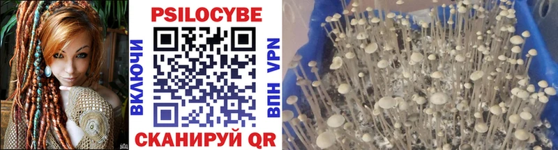 Псилоцибиновые грибы Psilocybe  Купить закладки  Карачаевск 